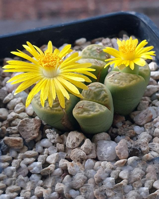 3_C362_Lithops_bromfieldii_v._insularis_Sulphurea.jpg